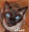 Geschichten von Kater Chico